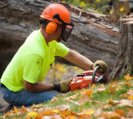 tree services Mayer